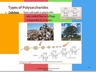 Compiled and Edited by Dr.Syed Ismail,
MAU,Parbhani
21
Types of Polysaccharides
2. Cellulose- form cell walls in plantcells
- also called fiber or ruffage
- indigestible by humans
 