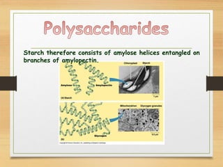Starch therefore consists of amylose helices entangled on
branches of amylopectin.
 