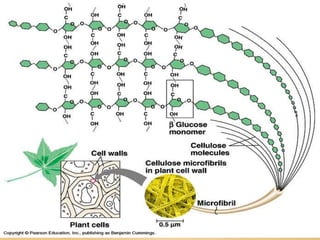 Carbohydrates.ppt