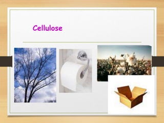 Cellulose
 