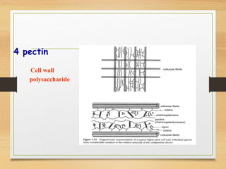 4 pectin
Cell wall
polysaccharide
 