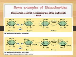 Carbohydrates.ppt