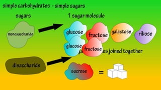 TYPES OF POLYSACCHARIDES
STORAGE
EXAMPLE:
1.Glycogen
- animals, bacteria and fungi
stored glucose in a form of
glycogen ...