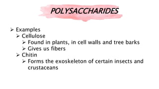  Examples
 Cellulose
 Found in plants, in cell walls and tree barks
 Gives us fibers
 Chitin
 Forms the exoskeleton of certain insects and
crustaceans
POLYSACCHARIDES
 
