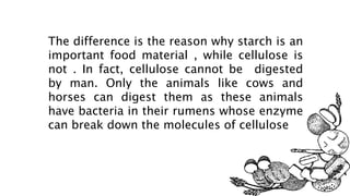 The difference is the reason why starch is an
important food material , while cellulose is
not . In fact, cellulose cannot be digested
by man. Only the animals like cows and
horses can digest them as these animals
have bacteria in their rumens whose enzyme
can break down the molecules of cellulose
 