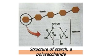 Structure of starch, a
polysaccharide
 