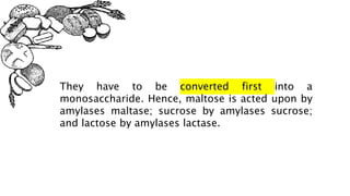 They have to be converted first into a
monosaccharide. Hence, maltose is acted upon by
amylases maltase; sucrose by amylases sucrose;
and lactose by amylases lactase.
 