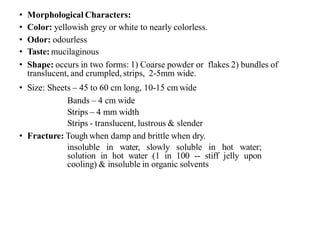 • Morphological Characters:
• Color: yellowish grey or white to nearly colorless.
• Odor: odourless
• Taste: mucilaginous
• Shape: occurs in two forms: 1) Coarse powder or flakes 2) bundles of
translucent, and crumpled, strips, 2-5mm wide.
• Size: Sheets – 45 to 60 cm long, 10-15 cm wide
Bands – 4 cm wide
Strips – 4 mm width
Strips - translucent, lustrous & slender
• Fracture: Tough when damp and brittle when dry.
insoluble in water, slowly soluble in hot water;
solution in hot water (1 in 100 -- stiff jelly upon
cooling) & insoluble in organic solvents
 