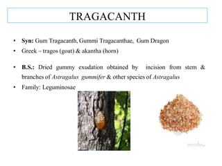 TRAGACANTH
• Syn: Gum Tragacanth, Gummi Tragacanthae, Gum Dragon
• Greek – tragos (goat) & akantha (horn)
• B.S.: Dried gummy exudation obtained by incision from stem &
branches of Astragalus gummifer & other species of Astragalus
• Family: Leguminosae
 