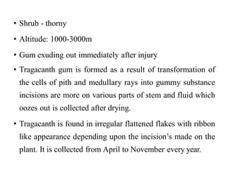 • Shrub - thorny
• Altitude: 1000-3000m
• Gum exuding out immediately after injury
• Tragacanth gum is formed as a result of transformation of
the cells of pith and medullary rays into gummy substance
incisions are more on various parts of stem and fluid which
oozes out is collected after drying.
• Tragacanth is found in irregular flattened flakes with ribbon
like appearance depending upon the incision’s made on the
plant. It is collected from April to November every year.
 