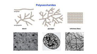 Polysaccharides
 