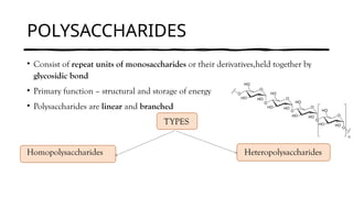POLYSACCHARIDES
• Consist of repeat units of monosaccharides or their derivatives,held together by
glycosidic bond
• Primary function – structural and storage of energy
• Polysaccharides are linear and branched
TYPES
Homopolysaccharides Heteropolysaccharides
 