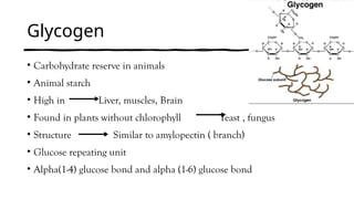 Glycogen
• Carbohydrate reserve in animals
• Animal starch
• High in Liver, muscles, Brain
• Found in plants without chlorophyll Yeast , fungus
• Structure Similar to amylopectin ( branch)
• Glucose repeating unit
• Alpha(1-4) glucose bond and alpha (1-6) glucose bond
 