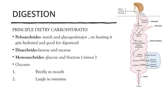 DIGESTION
PRINCIPLE DIETRY CARBOHYDRATES
• Polysacchrides- starch and glycogen(major , on heating it
gets hydrated and good for digestion)
• Disacchrides-lactose and sucrose
• Monosacchrides- glucose and fructose ( minor )
• Occours
1. Breifly in mouth
2. Largly in intestine
 