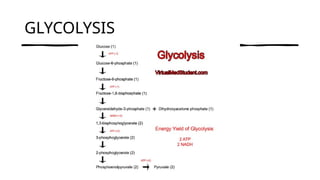 GLYCOLYSIS
 