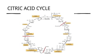 CITRIC ACID CYCLE
 