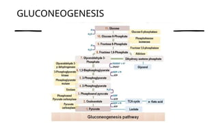 GLUCONEOGENESIS
 