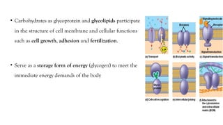 • Carbohydrates as glycoprotein and glycolipids participate
in the structure of cell membrane and cellular functions
such as cell growth, adhesion and fertilization.
• Serve as a storage form of energy (glycogen) to meet the
immediate energy demands of the body
 