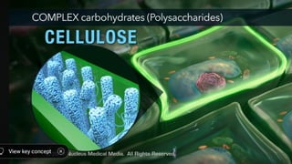 carbohydrates definition and function s.pptx