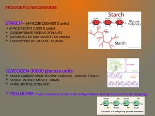 Strach Rack Humans Carbohydrates as essential to human body | PPTX