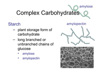 12
Complex Carbohydrates
Starch
– plant storage form of
carbohydrate
– long branched or
unbranched chains of
glucose
• amylose
• amylopectin
amylose
amylopectin
 