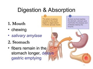 17
Digestion & Absorption
1. Mouth
• chewing
• salivary amylase
2. Stomach
• fibers remain in the
stomach longer, delays
gastric emptying
 