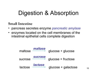 18
maltase
lactase
sucrase
Digestion & Absorption
Small Intestine
• pancreas secretes enzyme pancreatic amylase
• enzymes located on the cell membranes of the
intestinal epithelial cells complete digestion
maltose glucose + glucose
sucrose glucose + fructose
lactose glucose + galactose
 