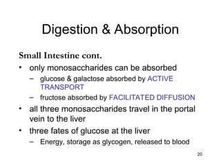 20
Digestion & Absorption
Small Intestine cont.
• only monosaccharides can be absorbed
– glucose & galactose absorbed by ACTIVE
TRANSPORT
– fructose absorbed by FACILITATED DIFFUSION
• all three monosaccharides travel in the portal
vein to the liver
• three fates of glucose at the liver
– Energy, storage as glycogen, released to blood
 