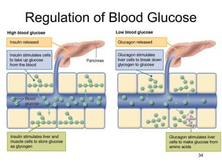 34
Regulation of Blood Glucose
 