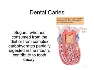 48
Dental Caries
Sugars, whether
consumed from the
diet or from complex
carbohydrates partially
digested in the mouth,
contribute to tooth
decay.
 