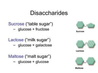 8
Disaccharides
Sucrose (“table sugar”)
– glucose + fructose
Lactose (“milk sugar”)
– glucose + galactose
Maltose (“malt sugar”)
– glucose + glucose
 