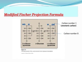 Comprehensive Overview of Carbohydrates: Structure, Classification, and ...