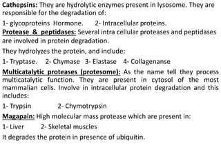 Cathepsins: They are hydrolytic enzymes present in lysosome. They are
responsible for the degradation of:
1- glycoproteins Hormone. 2- Intracellular proteins.
Protease & peptidases: Several intra cellular proteases and peptidases
are involved in protein degradation.
They hydrolyzes the protein, and include:
1- Tryptase. 2- Chymase 3- Elastase 4- Collagenanse
Multicatalytic proteases (protesome): As the name tell they process
multicatalytic function. They are present in cytosol of the most
mammalian cells. Involve in intracellular protein degradation and this
includes:
1- Trypsin 2- Chymotrypsin
Magapain: High molecular mass protease which are present in:
1- Liver 2- Skeletal muscles
It degrades the protein in presence of ubiquitin.
 