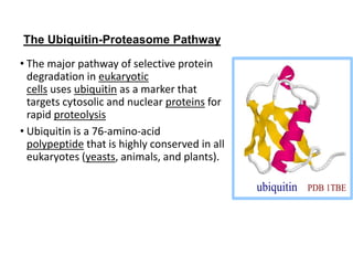 The Ubiquitin-Proteasome Pathway
• The major pathway of selective protein
degradation in eukaryotic
cells uses ubiquitin as a marker that
targets cytosolic and nuclear proteins for
rapid proteolysis
• Ubiquitin is a 76-amino-acid
polypeptide that is highly conserved in all
eukaryotes (yeasts, animals, and plants).
ubiquitin PDB 1TBE
 