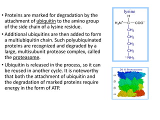 • Proteins are marked for degradation by the
attachment of ubiquitin to the amino group
of the side chain of a lysine residue.
• Additional ubiquitins are then added to form
a multiubiquitin chain. Such polyubiquinated
proteins are recognized and degraded by a
large, multisubunit protease complex, called
the proteasome.
• Ubiquitin is released in the process, so it can
be reused in another cycle. It is noteworthy
that both the attachment of ubiquitin and
the degradation of marked proteins require
energy in the form of ATP.
H3N+
C COO
CH2
CH2
CH2
CH2
NH3
H

lysine
20 S Proteasome







 