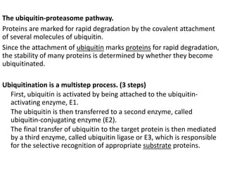 The ubiquitin-proteasome pathway.
Proteins are marked for rapid degradation by the covalent attachment
of several molecules of ubiquitin.
Since the attachment of ubiquitin marks proteins for rapid degradation,
the stability of many proteins is determined by whether they become
ubiquitinated.
Ubiquitination is a multistep process. (3 steps)
First, ubiquitin is activated by being attached to the ubiquitin-
activating enzyme, E1.
The ubiquitin is then transferred to a second enzyme, called
ubiquitin-conjugating enzyme (E2).
The final transfer of ubiquitin to the target protein is then mediated
by a third enzyme, called ubiquitin ligase or E3, which is responsible
for the selective recognition of appropriate substrate proteins.
 