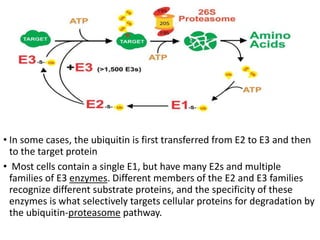 • In some cases, the ubiquitin is first transferred from E2 to E3 and then
to the target protein
• Most cells contain a single E1, but have many E2s and multiple
families of E3 enzymes. Different members of the E2 and E3 families
recognize different substrate proteins, and the specificity of these
enzymes is what selectively targets cellular proteins for degradation by
the ubiquitin-proteasome pathway.
 