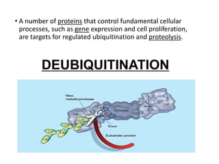 • A number of proteins that control fundamental cellular
processes, such as gene expression and cell proliferation,
are targets for regulated ubiquitination and proteolysis.
DEUBIQUITINATION
 