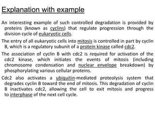 Explanation with example
An interesting example of such controlled degradation is provided by
proteins (known as cyclins) that regulate progression through the
division cycle of eukaryotic cells.
The entry of all eukaryotic cells into mitosis is controlled in part by cyclin
B, which is a regulatory subunit of a protein kinase called cdc2.
The association of cyclin B with cdc2 is required for activation of the
cdc2 kinase, which initiates the events of mitosis (including
chromosome condensation and nuclear envelope breakdown) by
phosphorylating various cellular proteins.
Cdc2 also activates a ubiquitin-mediated proteolysis system that
degrades cyclin B toward the end of mitosis. This degradation of cyclin
B inactivates cdc2, allowing the cell to exit mitosis and progress
to interphase of the next cell cycle.
 
