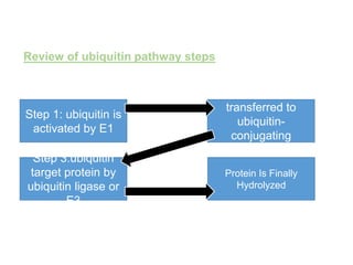 Review of ubiquitin pathway steps
Step 1: ubiquitin is
activated by E1
Step 2: ubiquitin
transferred to
ubiquitin-
conjugating
enzyme (E2)
Step 3:ubiquitin
target protein by
ubiquitin ligase or
E3
Protein Is Finally
Hydrolyzed
 