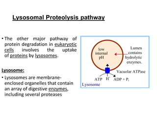 Lysosomal Proteolysis pathway
• The other major pathway of
protein degradation in eukaryotic
cells involves the uptake
of proteins by lysosomes.
Lysosome:
• Lysosomes are membrane-
enclosed organelles that contain
an array of digestive enzymes,
including several proteases
H+
Lysosome
ATP ADP + Pi
Vacuolar ATPase
low
internal
pH
Lumen
contains
hydrolytic
enzymes.
 