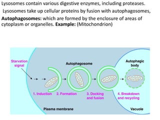 Lysosomes contain various digestive enzymes, including proteases.
Lysosomes take up cellular proteins by fusion with autophagosomes,
Autophagosomes: which are formed by the enclosure of areas of
cytoplasm or organelles. Example: (Mitochondrion)
 