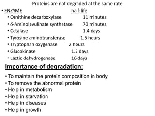 Proteins are not degraded at the same rate
• ENZYME half-life
• Ornithine decarboxylase 11 minutes
• -Aminolevulinate synthetase 70 minutes
• Catalase 1.4 days
• Tyrosine aminotransferase 1.5 hours
• Tryptophan oxygenase 2 hours
• Glucokinase 1.2 days
• Lactic dehydrogenase 16 days
Importance of degradation:
• To maintain the protein composition in body
• To remove the abnormal protein
• Help in metabolism
• Help in starvation
• Help in diseases
• Help in growth
 