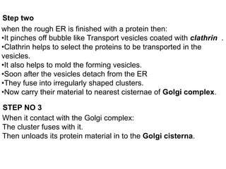Step two
when the rough ER is finished with a protein then:
•It pinches off bubble like Transport vesicles coated with clathrin .
•Clathrin helps to select the proteins to be transported in the
vesicles.
•It also helps to mold the forming vesicles.
•Soon after the vesicles detach from the ER
•They fuse into irregularly shaped clusters.
•Now carry their material to nearest cisternae of Golgi complex.
STEP NO 3
When it contact with the Golgi complex:
The cluster fuses with it.
Then unloads its protein material in to the Golgi cisterna.
 