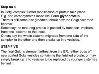 Step no 4
In Golgi complex further modification of protein take place.
E.g. add carbohydrates moite etc. Form glycoprotein
There is still some disagreement about how the Golgi cisternae
behave:
Some say the maturing protein is passed by transport vesicles
from one cisterna to the next.
Others say the whole cisterna migrates from one side of the
complex to the other and then breaks up into vesicles.
STEP FIVE
The final Golgi cisternae, farthest from the ER, either buds off
new coated Golgi vesicles containing the finished protein, or may
simply break up into vesicles to be replaced by younger cisternae
behind it.
 