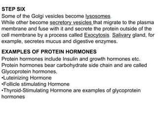 STEP SIX
Some of the Golgi vesicles become lysosomes.
While other become secretory vesicles that migrate to the plasma
membrane and fuse with it and secrete the protein outside of the
cell membrane by a process called Exocytosis. Salivary gland, for
example, secretes mucus and digestive enzymes.
EXAMPLES OF PROTEIN HORMONES
Protein hormones include Insulin and growth hormones etc.
Protein hormones bear carbohydrate side chain and are called
Glycoprotein hormones.
•Luteinizing Hormone
•Follicle stimulating Hormone
•Thyroid-Stimulating Hormone are examples of glycoprotein
hormones
 