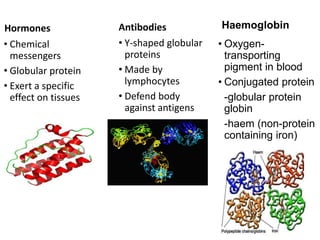 Hormones
• Chemical
messengers
• Globular protein
• Exert a specific
effect on tissues
Antibodies
• Y-shaped globular
proteins
• Made by
lymphocytes
• Defend body
against antigens
Haemoglobin
• Oxygen-
transporting
pigment in blood
• Conjugated protein
-globular protein
globin
-haem (non-protein
containing iron)
 