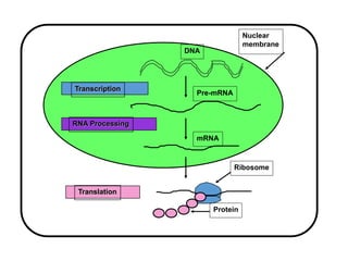 Nuclear
membrane
Transcription
RNA Processing
Translation
DNA
Pre-mRNA
mRNA
Ribosome
Protein
 