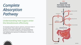 Carbohydrates PPT for absorption and digestion | PPTX