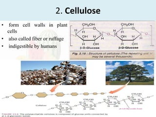 2. Cellulose
• form cell walls in plant
cells
• also called fiber or ruffage
• indigestible by humans
 
